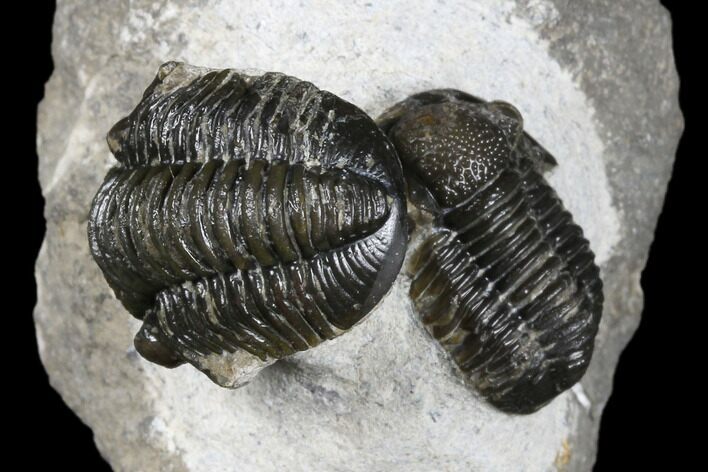 Two Detailed Gerastos Trilobite Fossils - Morocco #173779